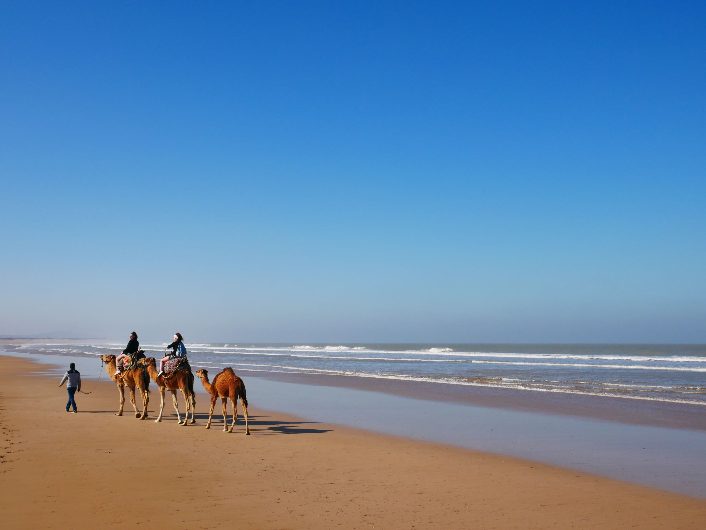 駱駝與人沙灘漫步