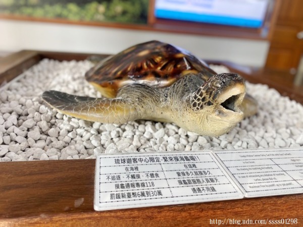 琉球遊客中心限定的仿真版海龜，在遊客中心內可以盡情摸，不用花錢也不必罰錢！