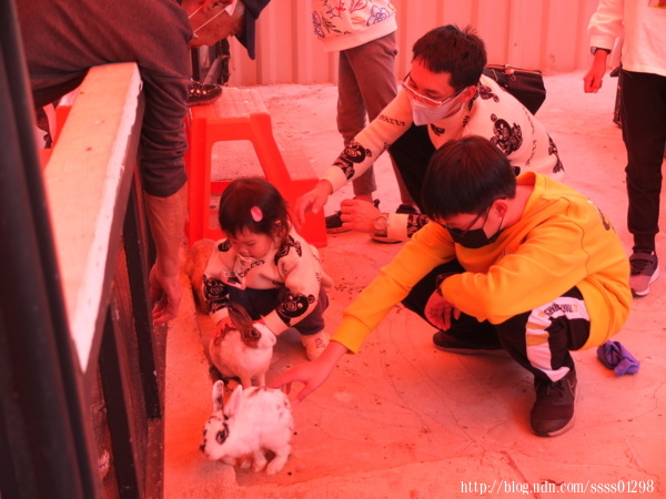 「石川鹿生態觀光農場」也有飼養各品種的小白兔，好可愛~能和小白兔互動也引起小朋友大大的興趣