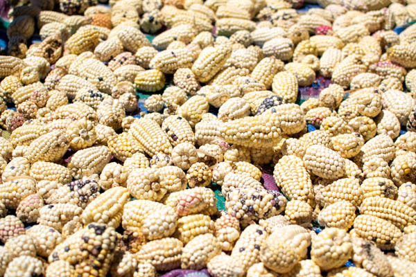 玉米是祕魯最主要作物