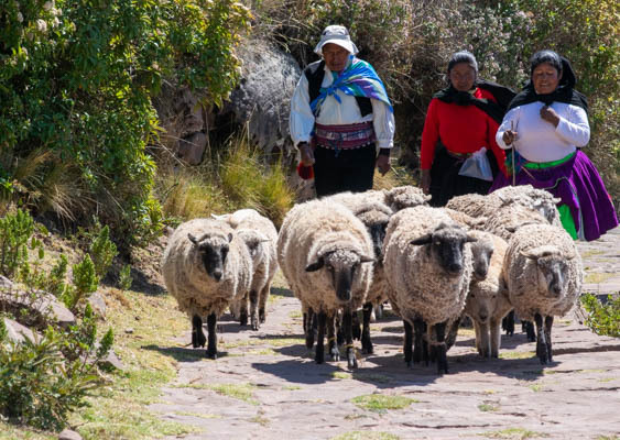綿羊是島上最主要的牲畜