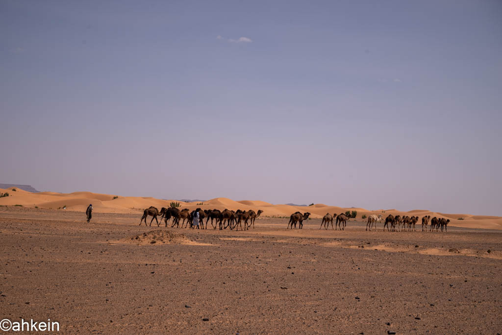 遊牧人放牧駱駝