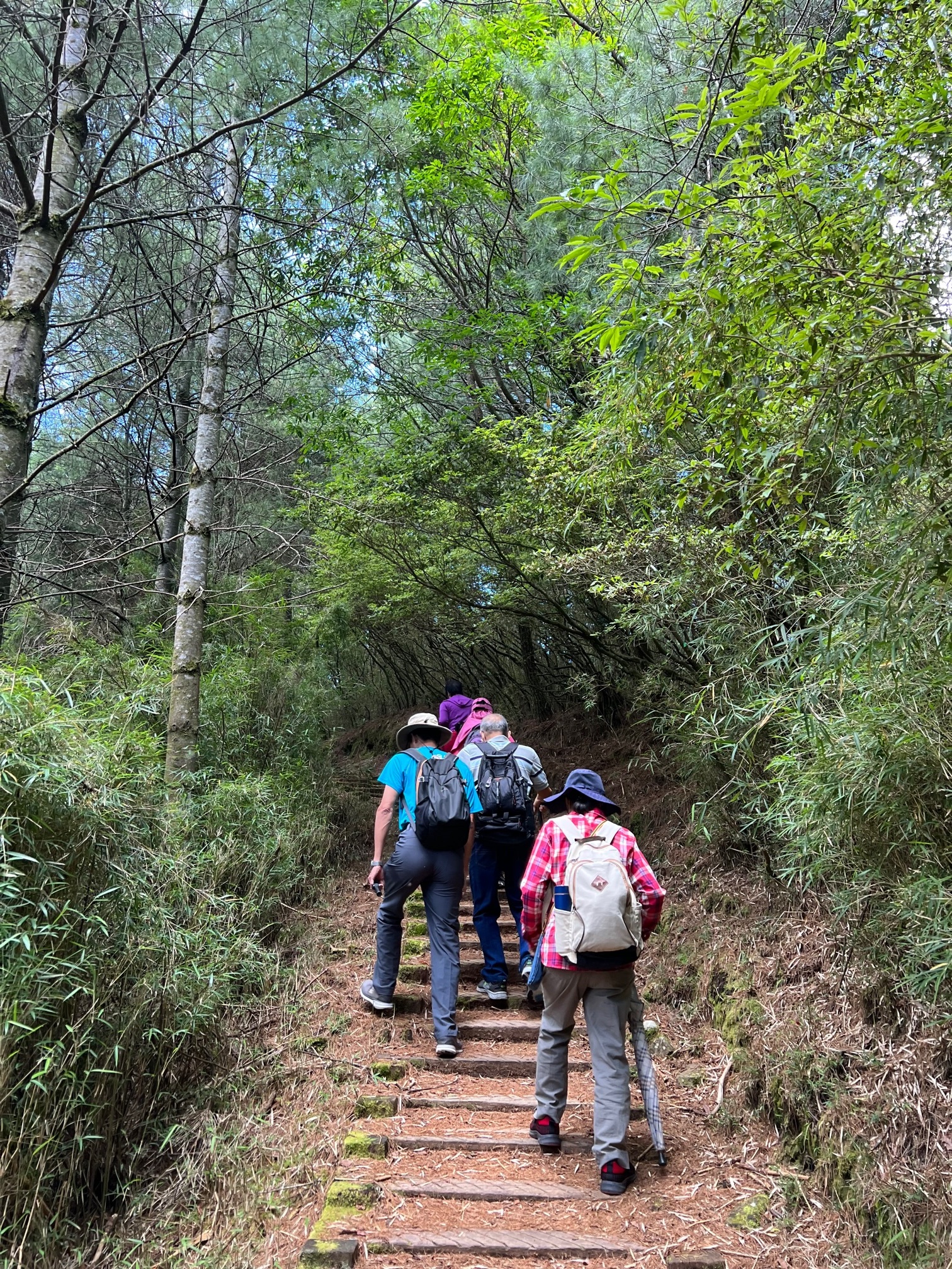 1.1公里的步道，不接大鐵杉.三連峰；或原路折返到塔塔加遊客中心觀賞簡報及解說