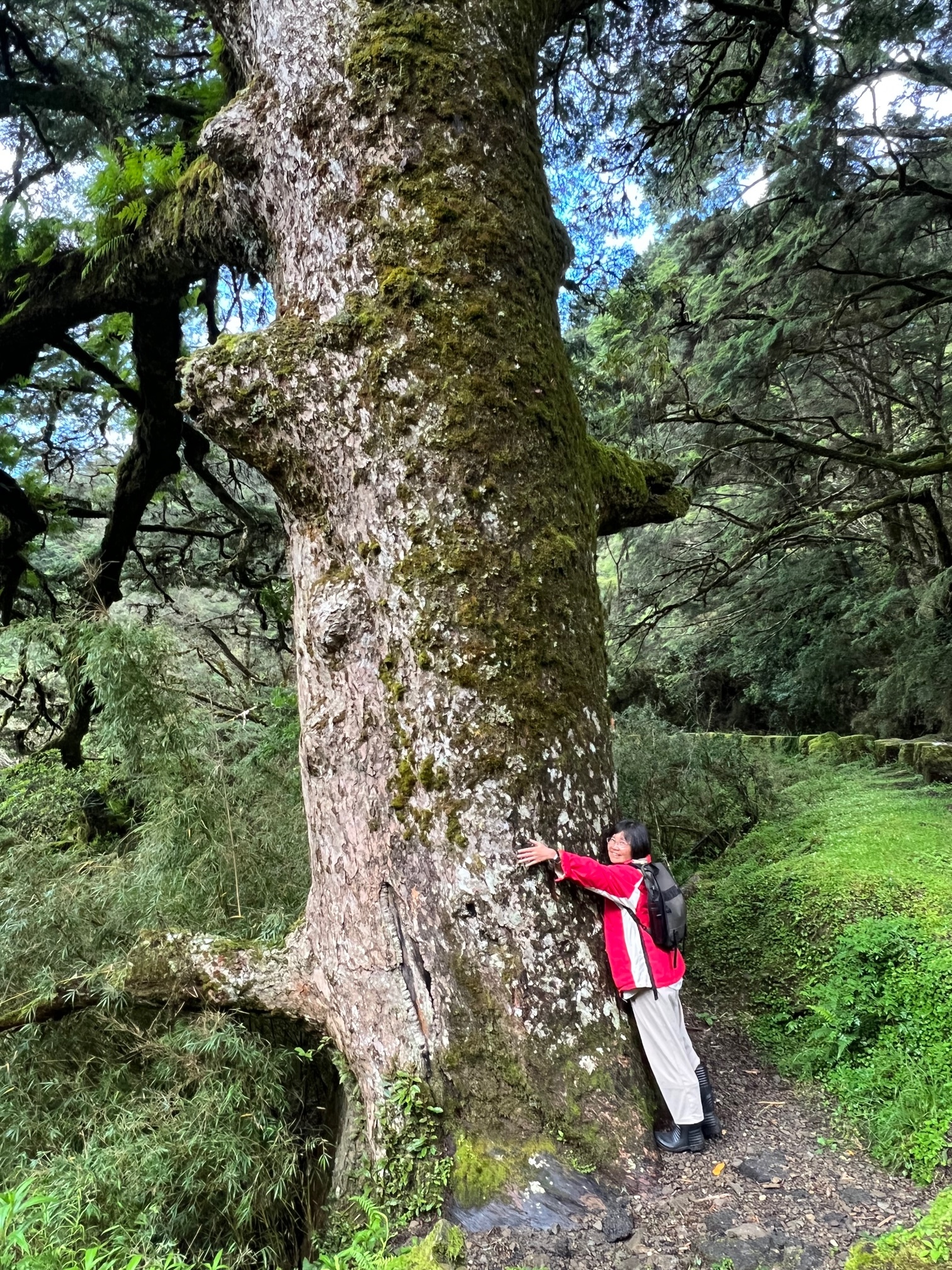 大鐵杉600多歲，樹上有很多植物附生