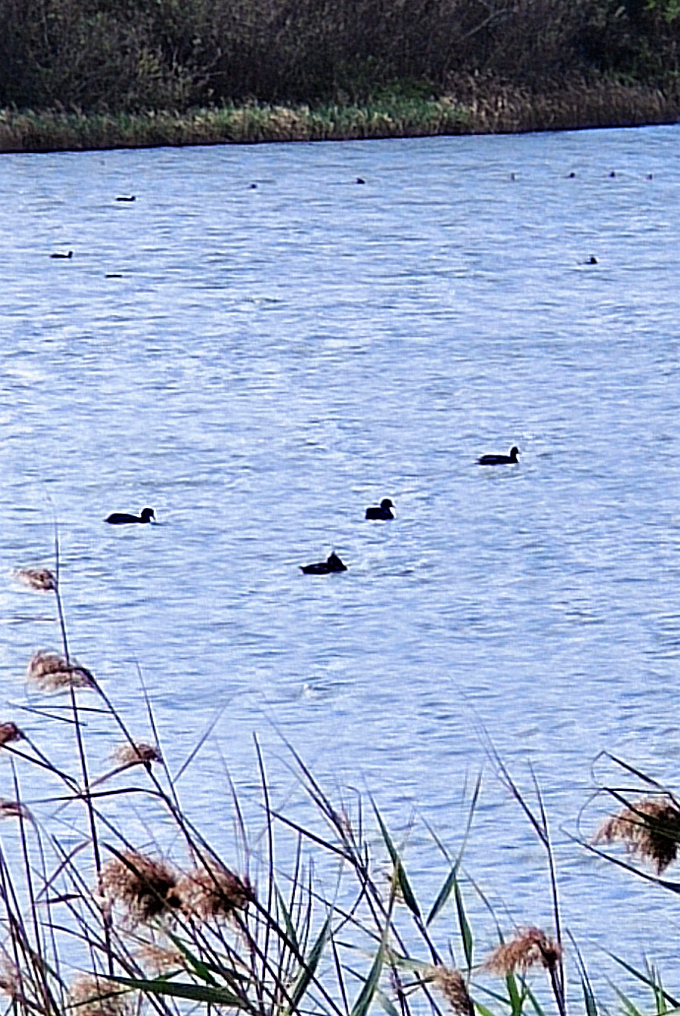 生態島旁邊水域水鳥